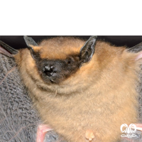 گونه خفاش سروتین Common Serotine
